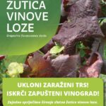 Zlatna žutica vinove loze (Grapevine flavesceence doree)